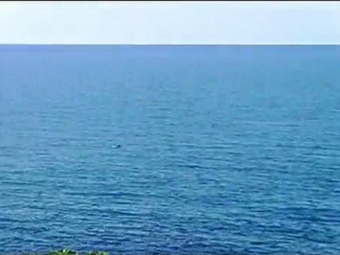 Karadeniz'de Bir Yunus/ A Dolphin in The Blacksea