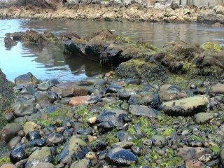 Vertido de fuel en los pedreros de Candás 29 junio