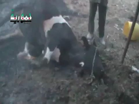 Syria فري برس ريف دمشق حمورية حتى البهائم لم تسلم من القصف 29 6 2012 Damascus