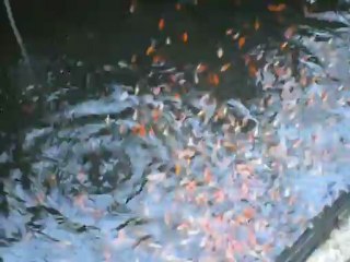 japon balığı üretim satılık