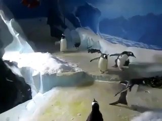 Penguins love laser pointers