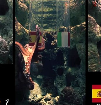 Espagne - Italie : la prédiction de Pierre le poulpe