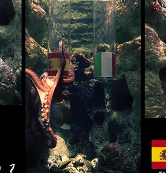 Espagne - Italie : la prédiction de Pierre le poulpe