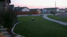 Вот как надо играть с собакой