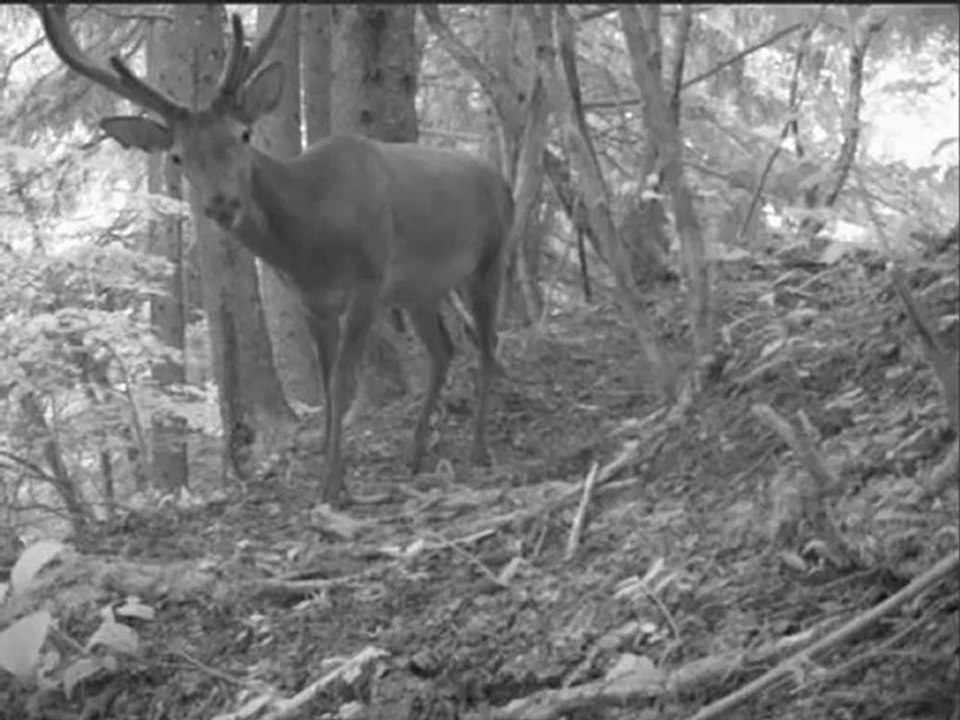 cerf_du_30-06-12