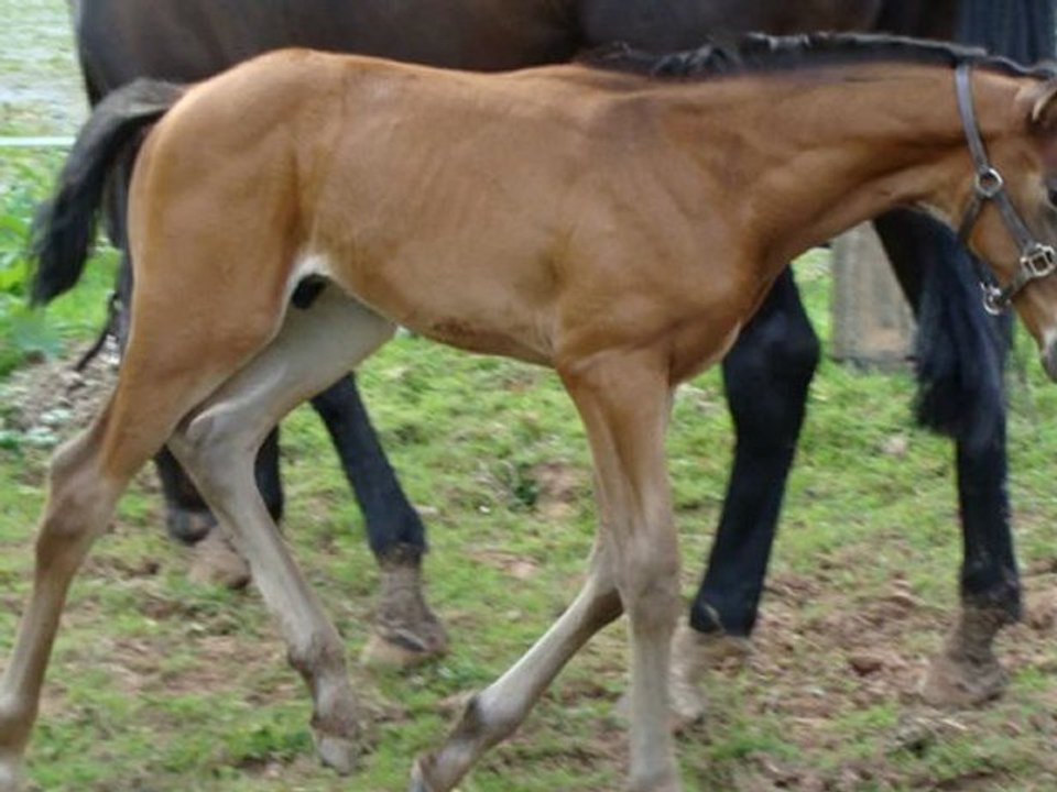 Carnak des Edènes 15 jours