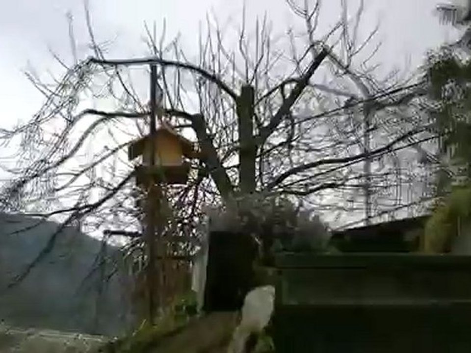 oiseau