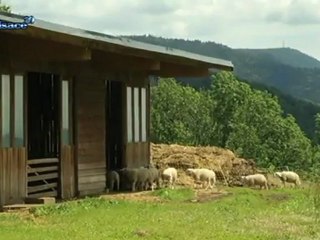 Hebdo DD : Le développement durable en Alsace (28/06)