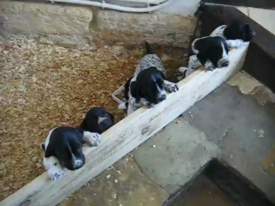 4 - VIDEO CHIOTS BRAQUES d'Auvergne (Bleus) grimpent à 29 jours