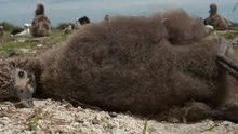 Midway, la mer poubelle, les animaux témoignent