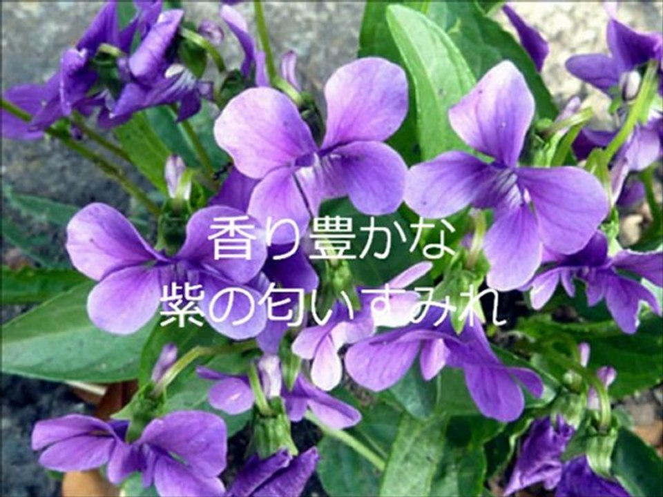 匂いすみれ
