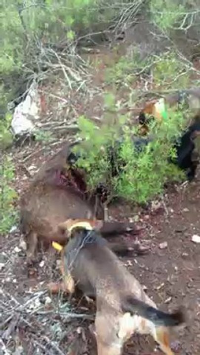 sanglier mort en battue