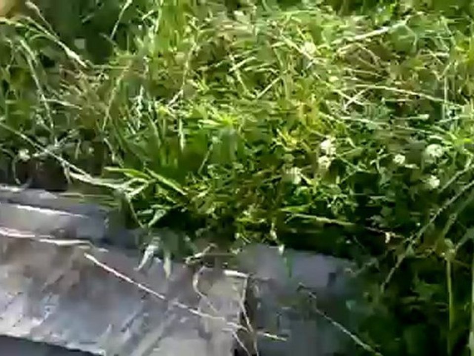29062012077