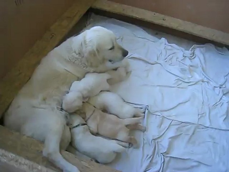 Chiots à 19 jours