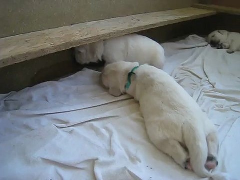 Chiots à 19 jours avec maman