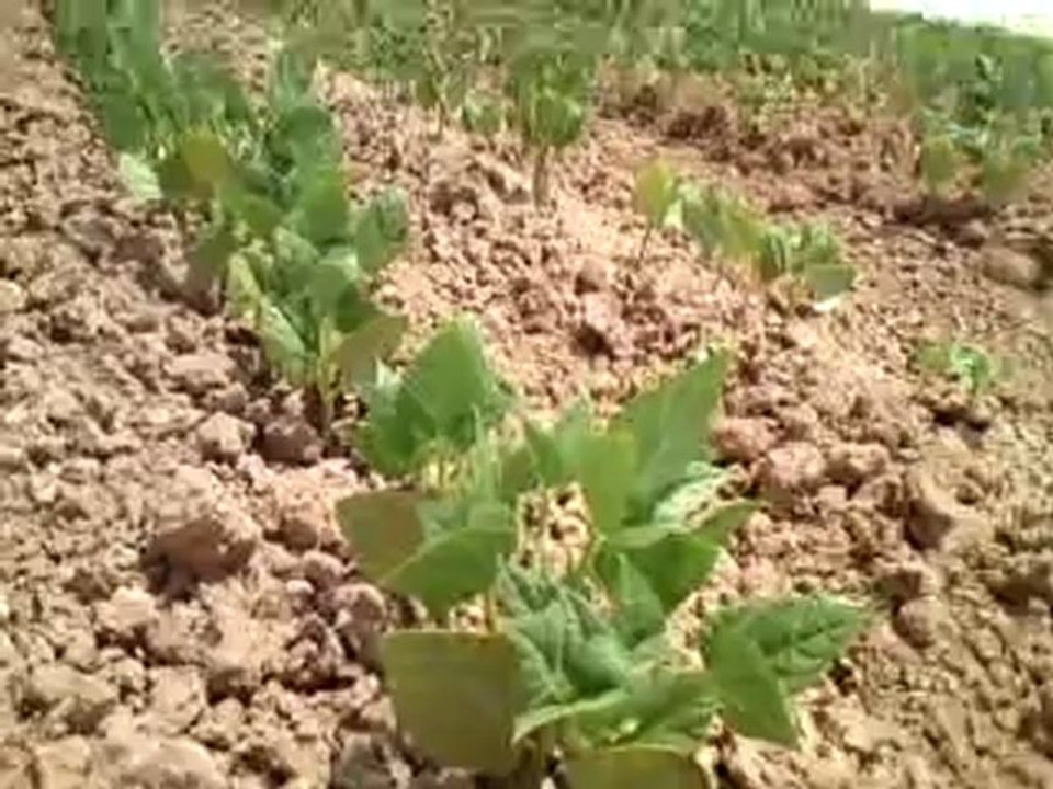 Fasulye Sulama İşi [2012]  [Part 1]...!!!