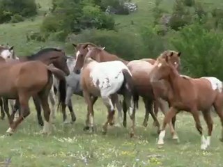 uzege retour au troupeau 17 sec