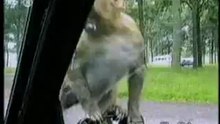 Приколы С Животными