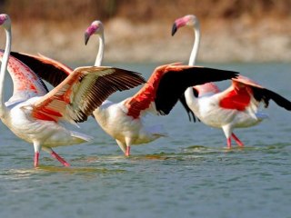 ❦Birds❦music Jean-Michel Jarre❦