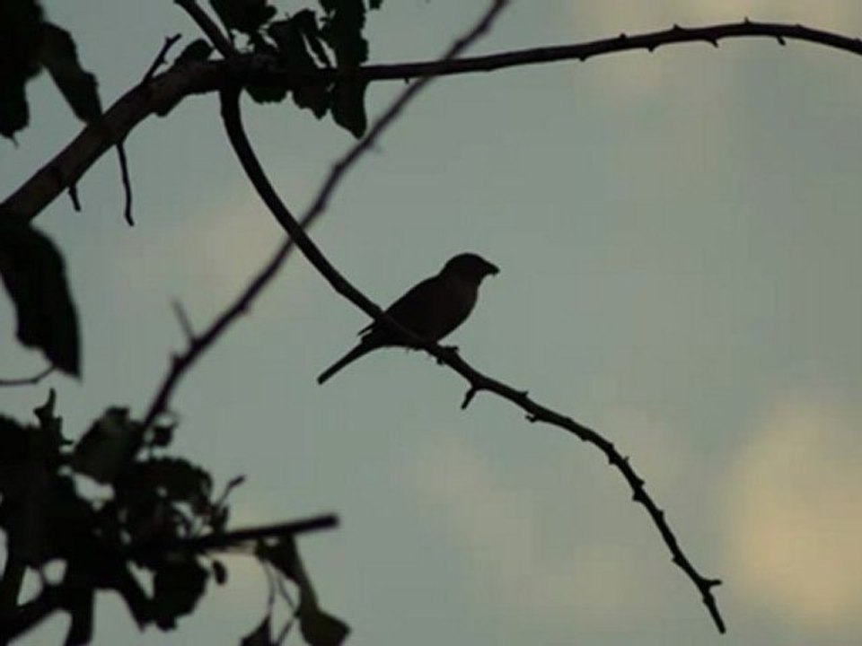 Kıvırcık Ali - Kaşın Mihrabımdır