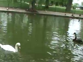 Pasari acvatice hranite cu verdeata (Water birds feeded with grass)