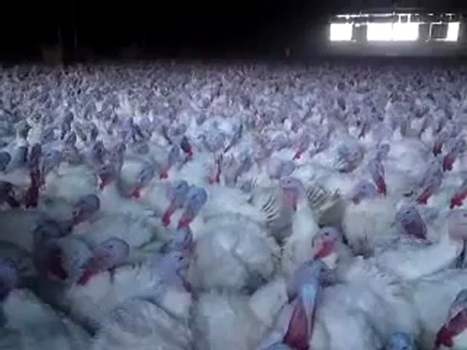 Gib dem Volk ne Parole!!!