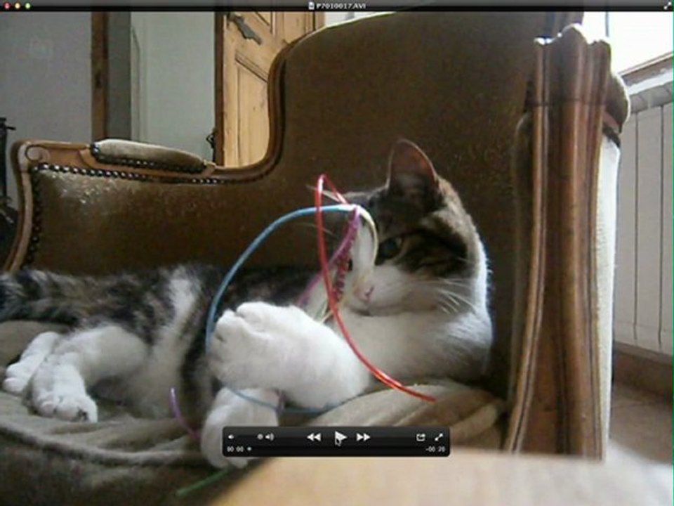 Les yeux du chat