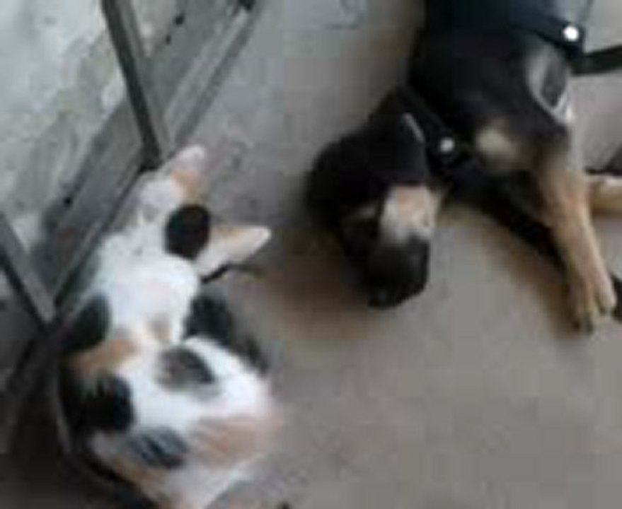 perro y gato