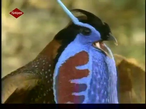 kuş cenneti -kuş diyarı-begesel türkiyem tv 1 temmuz 2012