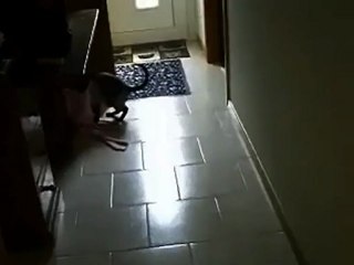 Chat Siamois voleur