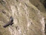 Vol des Condors