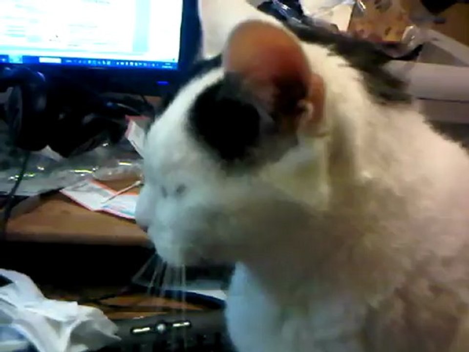 chat va et toi?