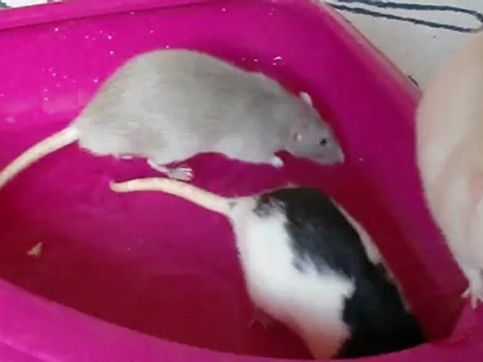 Les 4 clowns dans la piscine