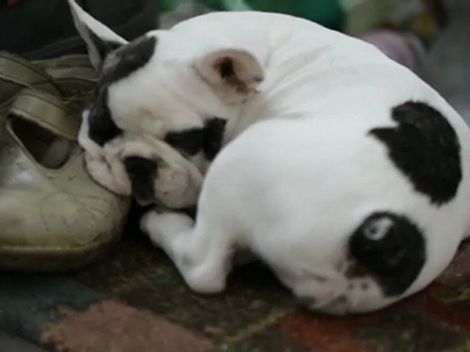 Colette ronfle sur mes chaussures 1 juillet 2012