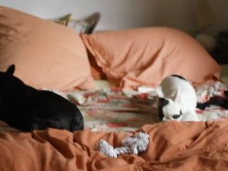 Colette fait la folle sur le lit 1er juillet 2012