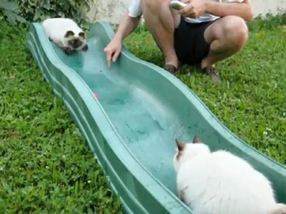 Splash le chat
