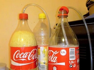 Fermentation alcoolique de la bière de gingembre