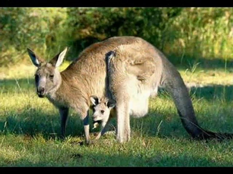 Beautiful English Nasheed by Kamal Uddin