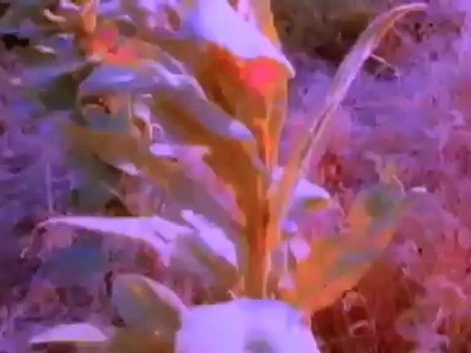 Mark Lanegan heeft gemengde gevoelens over Screaming Trees