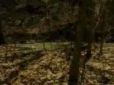 In The Woods - Extrait In The Woods (Anglais)