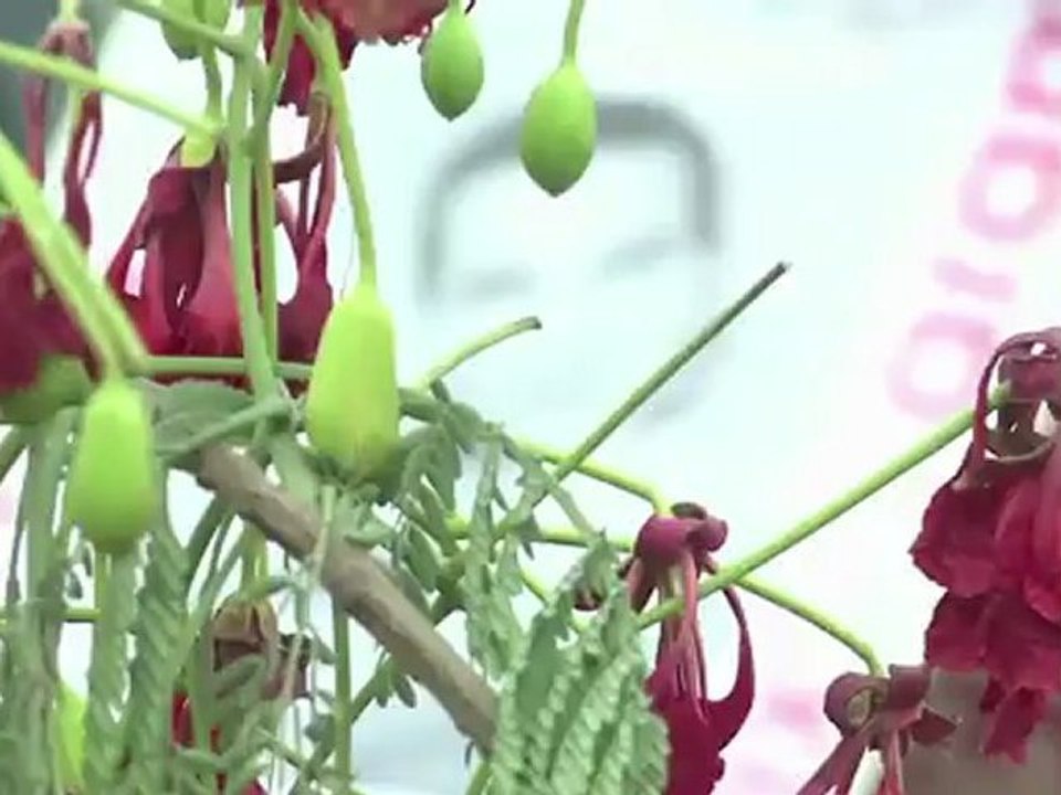 Egypte : manifestations au Caire après le verdict du procès Moubarak