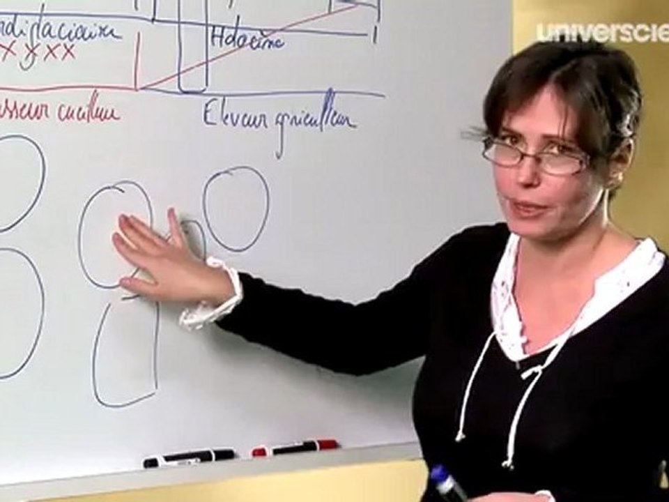 Domestication animale