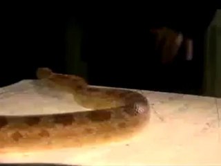 Snakes - Extrait Snakes (Anglais)