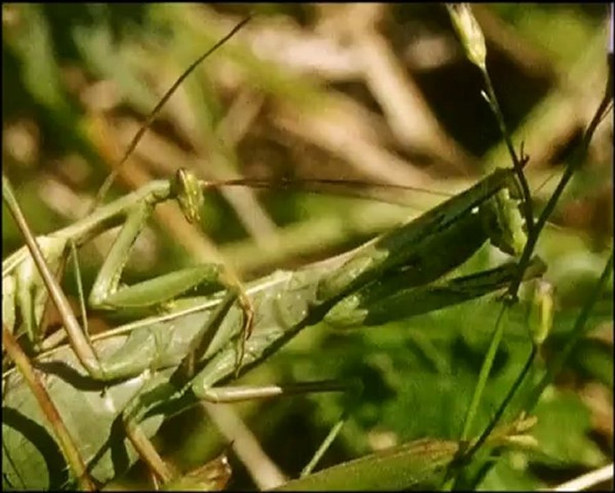 Le peuple de l'herbe