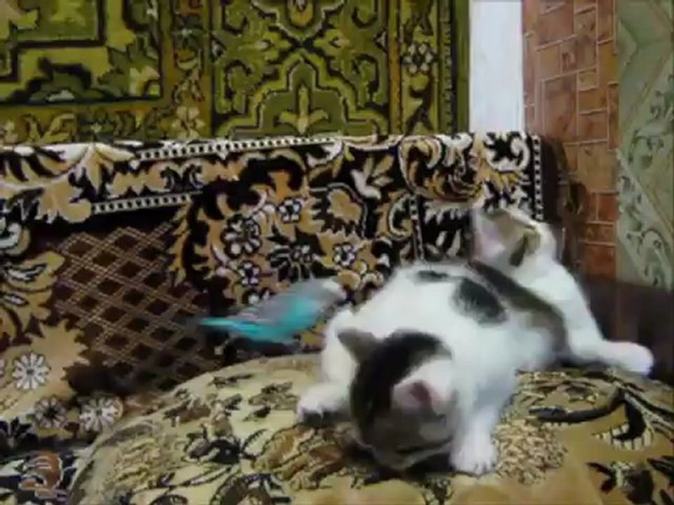 Budgie The Parrot vs Kittens