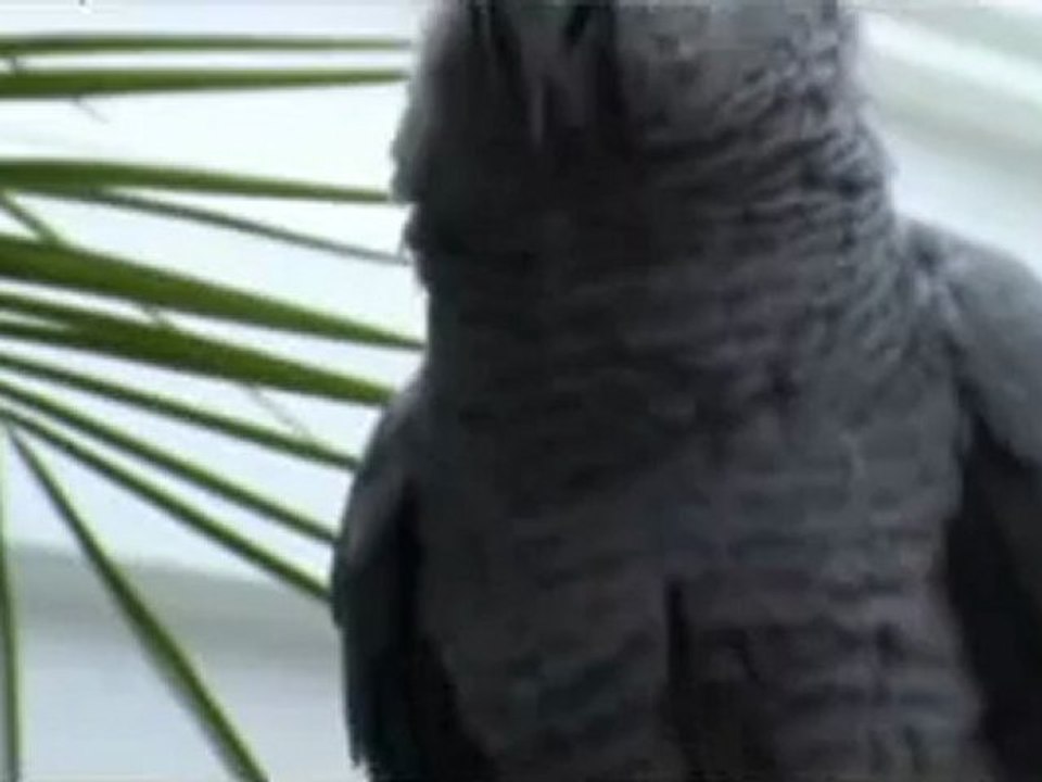 Rudi der Kongo Graupapagei von Hubert und Matthias in Hammelburg - Diebach