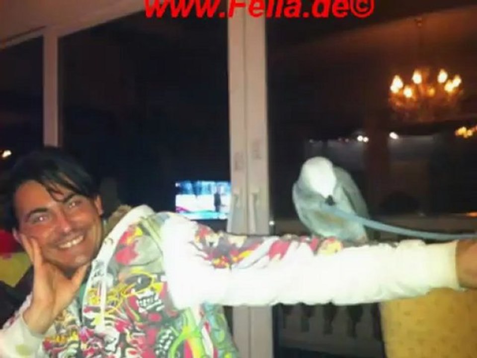 Graupapagei Rudi aus Hammelburg 12.02.2012  2 Tag in Bayern