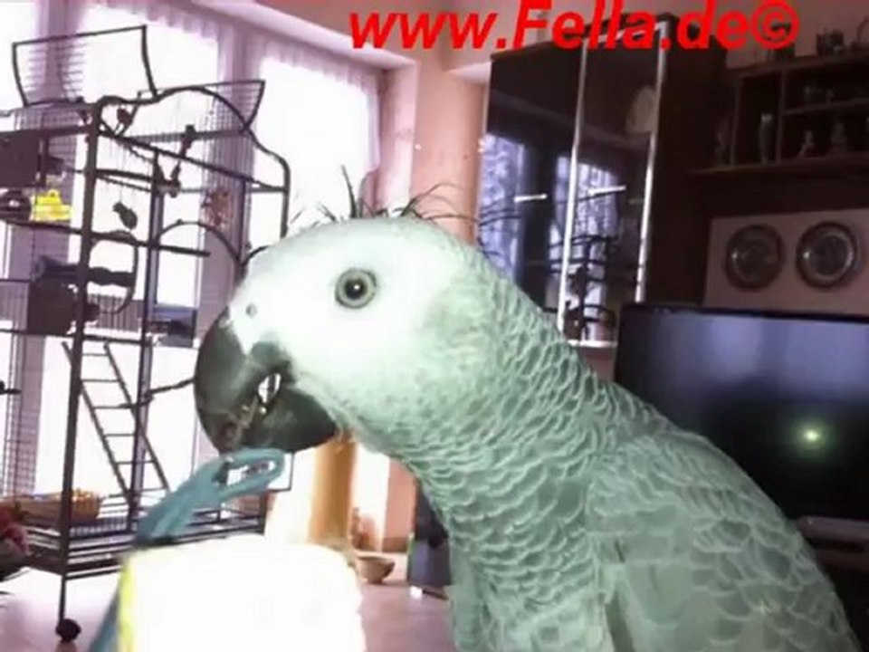 Kongo Graupapagei Rudi von Hubert und Matthias aus Hammelburg