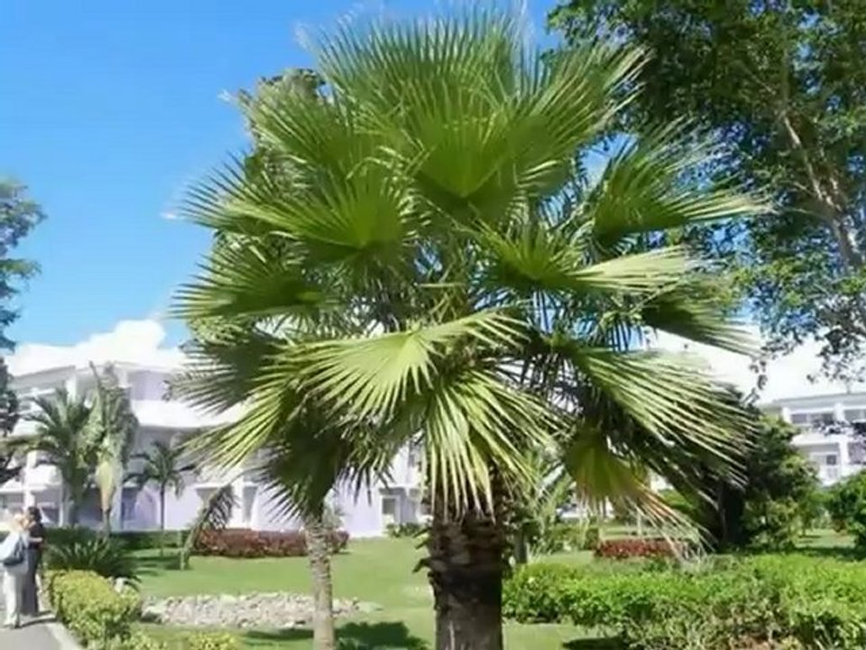 Jamaika Riu Clubhotel Riu Negril Strandclub Alles Inklusive Beachclub