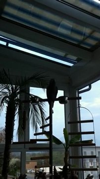 Rudi beim Pfeifen und er macht das Telefon nach Graupapagei Kongo bei Hubert und matthias